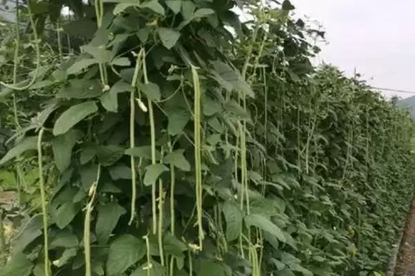 秋豆角在北方通常何时进行种植?插图7 秋豆角在北方通常何时进行种植?插图7