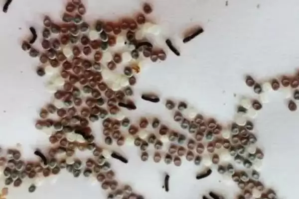 蚕卵的颜色变化顺序是怎样呢,蚕卵的颜色变化顺序插图3 蚕卵的颜色变化顺序是怎样呢,蚕卵的颜色变化顺序插图3
