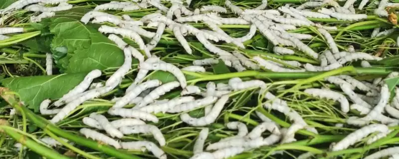 蚕和蝉有哪些方面的区别呢,蚕和蝉有什么区别-会东网
