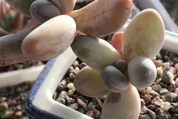 多肉植物种类划分,多肉植物有哪些常见的种类类型划分插图7