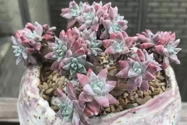 多肉砍头后的养护,多肉砍头后要如何进行养护管理插图3 多肉砍头后的养护,多肉砍头后要如何进行养护管理插图3