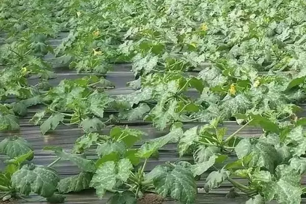 大棚多膜覆盖西瓜的栽培方法是,大棚多膜覆盖西瓜的栽培方法插图4 大棚多膜覆盖西瓜的栽培方法是,大棚多膜覆盖西瓜的栽培方法插图4