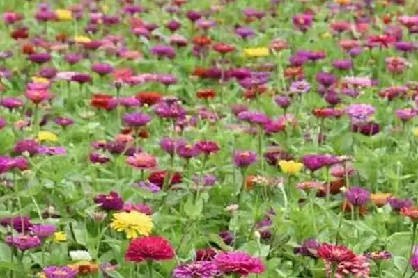 百日菊养殖方法,百日菊的养殖方法是什么样的插图4 百日菊养殖方法,百日菊的养殖方法是什么样的插图4