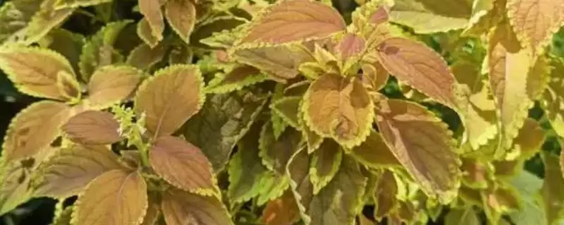 彩叶草叶子发黄该怎么处理呢,彩叶草叶子发黄怎么办插图 彩叶草叶子发黄该怎么处理呢,彩叶草叶子发黄怎么办插图