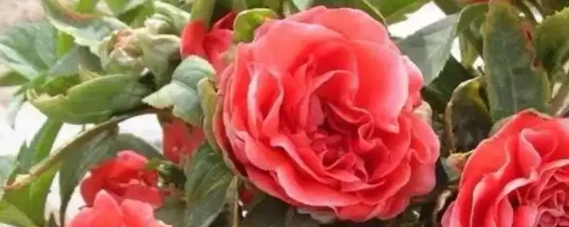 茶花凤仙有哪些基本的情况呢,茶花凤仙简介-会东网