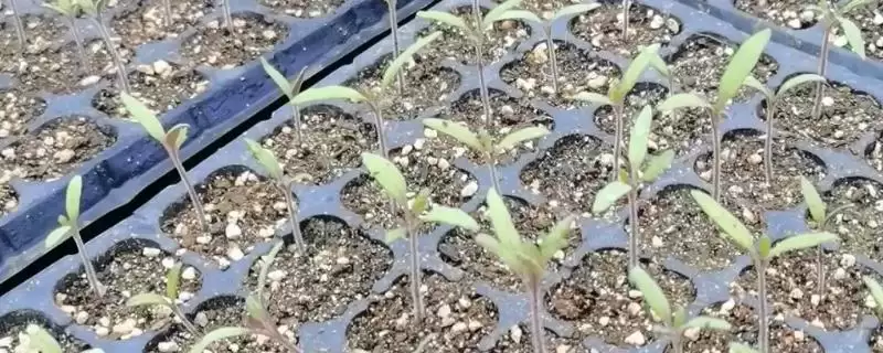 番茄的育苗技术,番茄育苗技术对品质产量有何影响插图 番茄的育苗技术,番茄育苗技术对品质产量有何影响插图