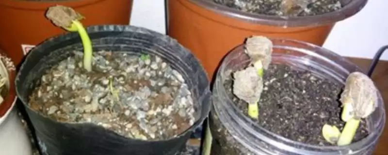 发财树播种繁殖方法,发财树如何进行播种繁殖的操作-会东网