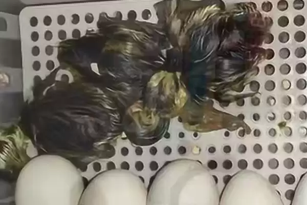 鹅蛋孵化出小鹅时间,鹅蛋孵化多少天能够出小鹅的时间插图1