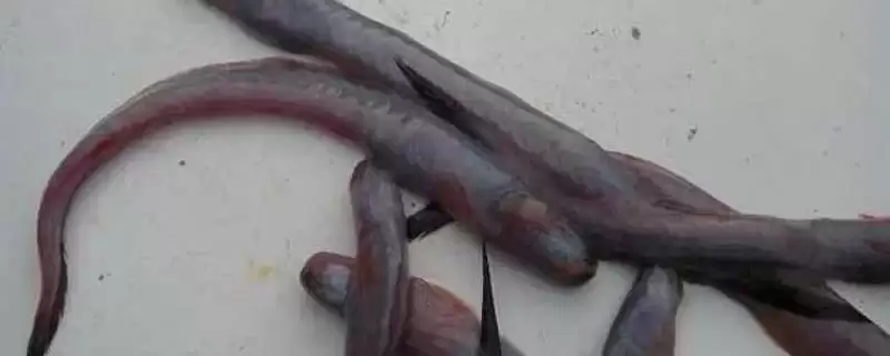 狼牙虾虎鱼的食物来源有哪些小的鱼虾蠕虫?-会东网