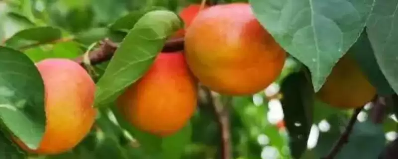 帝王杏品种的特点介绍,帝王杏品种属于怎样的早熟品种-会东网