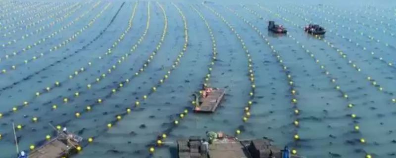 鲍鱼养殖方法的优缺点有哪些呢,鲍鱼养殖方法的优缺点对比插图 鲍鱼养殖方法的优缺点有哪些呢,鲍鱼养殖方法的优缺点对比插图