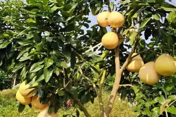 采摘柚子之后如何进行管理呢,采摘柚子之后怎么管理插图5