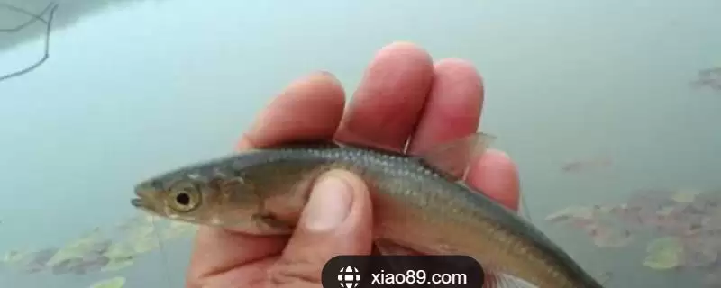 钓白条鱼的打窝聚鱼方法,钓白条鱼怎么打窝来进行聚鱼插图 钓白条鱼的打窝聚鱼方法,钓白条鱼怎么打窝来进行聚鱼插图