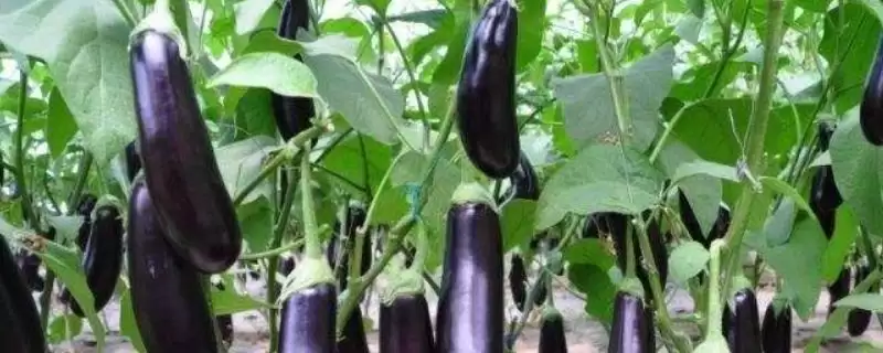 茄子常见有哪些颜色的种类?-会东网