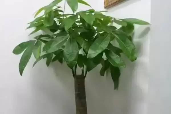 发财树的耐寒温度,发财树在零下几度的环境会被冻死插图3 发财树的耐寒温度,发财树在零下几度的环境会被冻死插图3