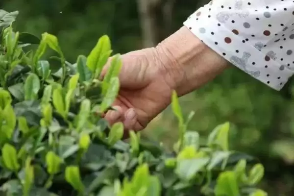 茶叶树冻后如何进行恢复呢,茶叶树冻后如何恢复插图2 茶叶树冻后如何进行恢复呢,茶叶树冻后如何恢复插图2