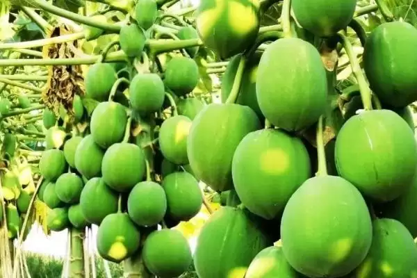 番木瓜的采摘方法,番木瓜通常采用什么方法进行采摘插图1