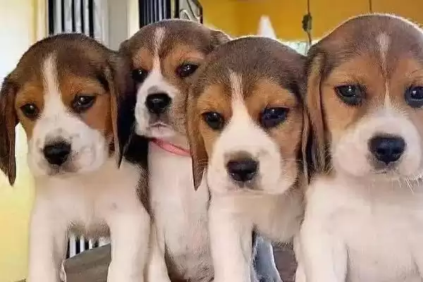比格犬具有哪些性格特点呢,比格犬有什么性格特点插图1 比格犬具有哪些性格特点呢,比格犬有什么性格特点插图1