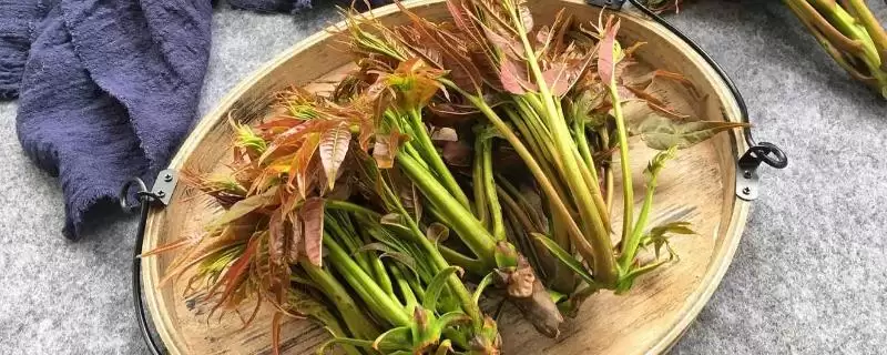 椿芽的选购技巧有哪些和方法呢,椿芽的选购技巧-会东网