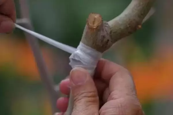 春季桃树嫁接的时间和方法是啥,春季桃树嫁接时间和方法插图1
