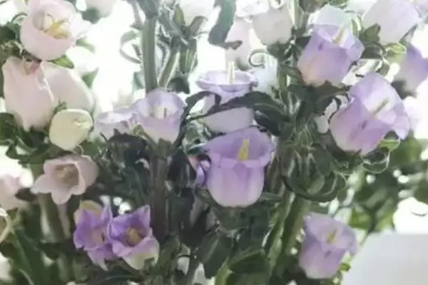 风铃花植物属性,风铃花是一种什么植物类型插图2