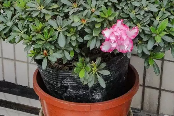 杜鹃花花期的养护方法,杜鹃花的花期如何进行养护管理插图3 杜鹃花花期的养护方法,杜鹃花的花期如何进行养护管理插图3