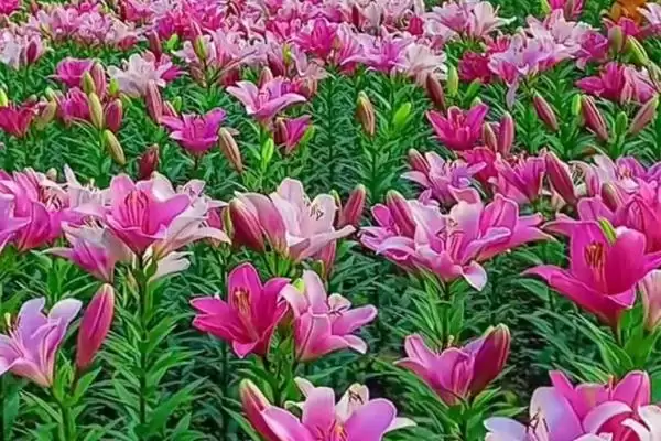百合花存活情况,百合花是否开放一次就会死亡插图1 百合花存活情况,百合花是否开放一次就会死亡插图1