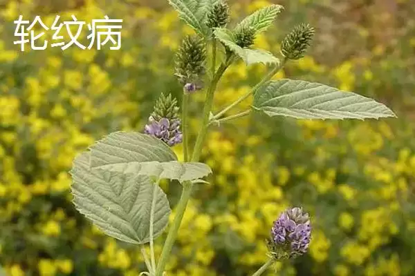 常见的补骨脂病害及防治方法是,常见的补骨脂病害与防治方法插图3 常见的补骨脂病害及防治方法是,常见的补骨脂病害与防治方法插图3