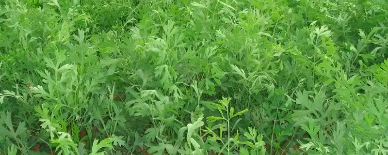 防风的种植条件,防风在怎样的条件下生长良好插图 防风的种植条件,防风在怎样的条件下生长良好插图