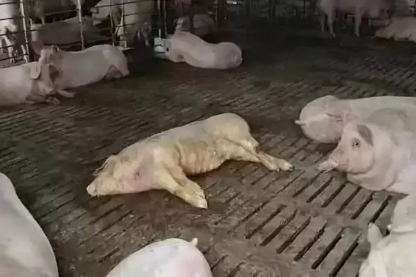 非洲猪瘟潜伏期,非洲猪瘟的潜伏期通常是多长时间插图2