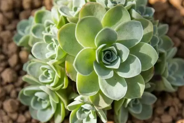 春天怎样种植山地玫瑰及步骤呢,春天如何种植山地玫瑰插图1 春天怎样种植山地玫瑰及步骤呢,春天如何种植山地玫瑰插图1