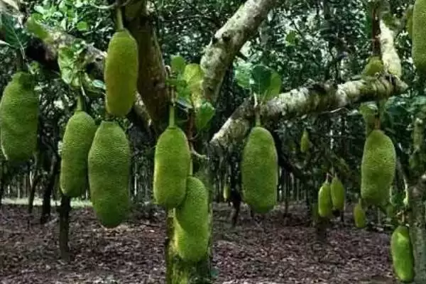 菠萝蜜长在树的什么部位呢,菠萝蜜长在哪里插图2 菠萝蜜长在树的什么部位呢,菠萝蜜长在哪里插图2