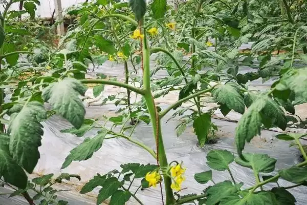 番茄定植黄头解决,番茄定植就黄头应如何进行解决插图5 番茄定植黄头解决,番茄定植就黄头应如何进行解决插图5