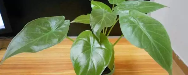 滴水观音的移栽季节选择,滴水观音的移栽季节在什么时候合适插图 滴水观音的移栽季节选择,滴水观音的移栽季节在什么时候合适插图
