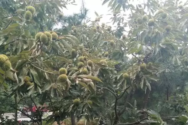 板栗枝枯病的种类及防治措施是,板栗枝枯病的种类及防治措施插图4 板栗枝枯病的种类及防治措施是,板栗枝枯病的种类及防治措施插图4