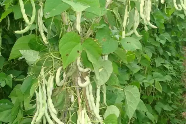 春季芸豆的种植时间在什么时候呢,春季芸豆的种植时间插图2 春季芸豆的种植时间在什么时候呢,春季芸豆的种植时间插图2