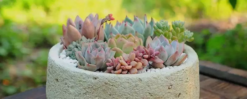 多肉砍头后的养护,多肉砍头后要如何进行养护管理插图 多肉砍头后的养护,多肉砍头后要如何进行养护管理插图