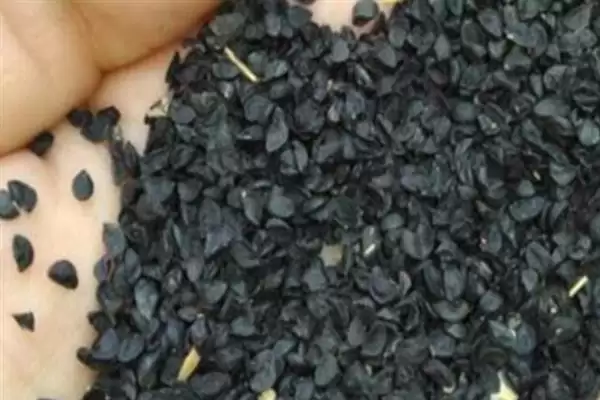 北方白露葱的种植方法是怎样呢,北方白露葱如何种植插图2
