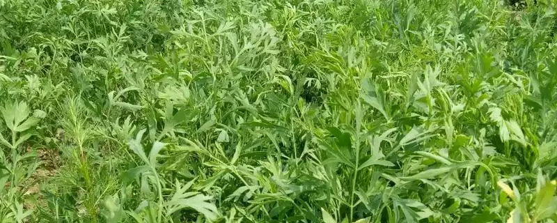 防风种植的时间,防风在南北方分别何时种植插图 防风种植的时间,防风在南北方分别何时种植插图