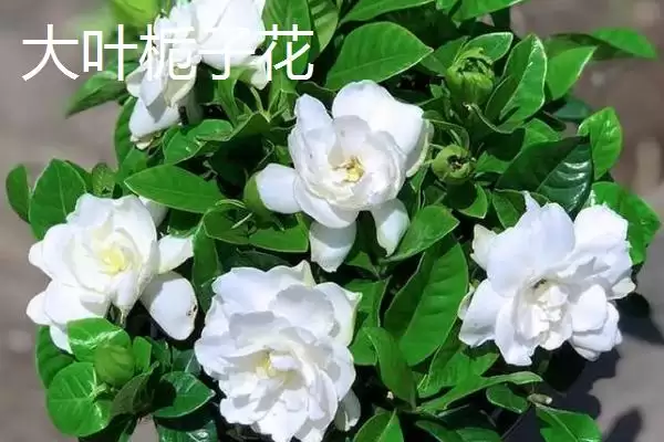 大叶和小叶栀子花的区别,大叶栀子花与小叶栀子花有何区别插图1 大叶和小叶栀子花的区别,大叶栀子花与小叶栀子花有何区别插图1