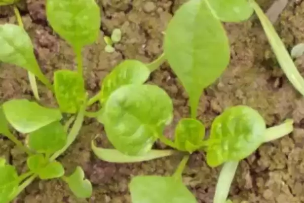 菠菜的生长过程是怎样的呢,菠菜的生长过程介绍插图2 菠菜的生长过程是怎样的呢,菠菜的生长过程介绍插图2