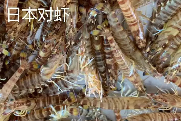 对虾的生活习性特点,对虾具有哪些生活习性方面的特点插图6 对虾的生活习性特点,对虾具有哪些生活习性方面的特点插图6