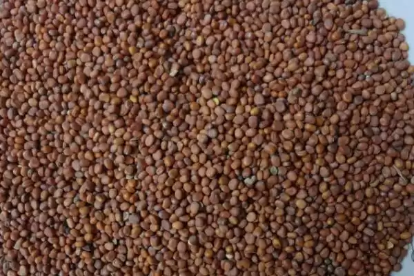 芽苗菜常见有哪些种子如绿豆等?插图2 芽苗菜常见有哪些种子如绿豆等?插图2