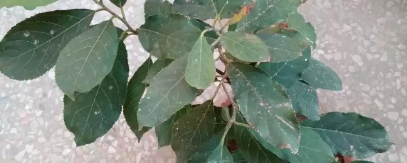杜仲盆景的栽种方式,杜仲盆景的栽种方式有何温度要求插图 杜仲盆景的栽种方式,杜仲盆景的栽种方式有何温度要求插图