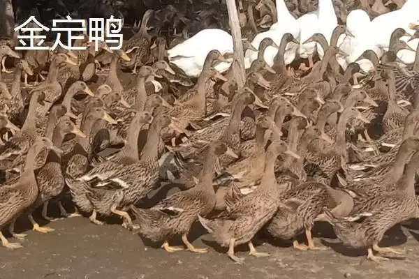 产蛋量高的鸭子有哪些品种呢,产蛋量高的鸭子品种插图4 产蛋量高的鸭子有哪些品种呢,产蛋量高的鸭子品种插图4