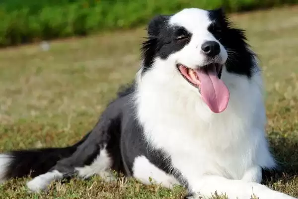 边境牧羊犬身上臭不臭呢,边境牧羊犬臭不臭插图2 边境牧羊犬身上臭不臭呢,边境牧羊犬臭不臭插图2