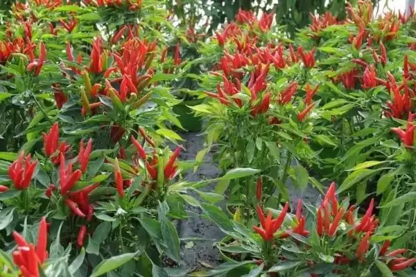 朝天椒盆栽种植技术和要点是啥,朝天椒盆栽种植技术插图2 朝天椒盆栽种植技术和要点是啥,朝天椒盆栽种植技术插图2