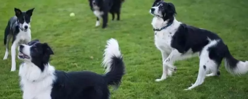 边境牧羊犬身上臭不臭呢,边境牧羊犬臭不臭插图 边境牧羊犬身上臭不臭呢,边境牧羊犬臭不臭插图