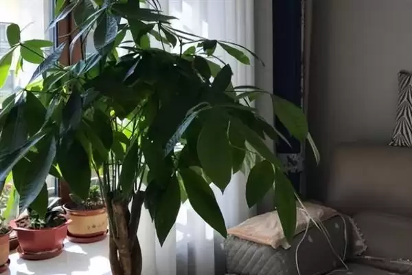 发财树的繁殖方法,发财树可选择哪些繁殖方法方式插图4 发财树的繁殖方法,发财树可选择哪些繁殖方法方式插图4