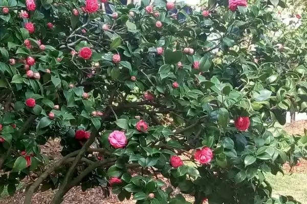 茶花的主要产地在哪些地方呢,茶花的主产地插图4 茶花的主要产地在哪些地方呢,茶花的主产地插图4